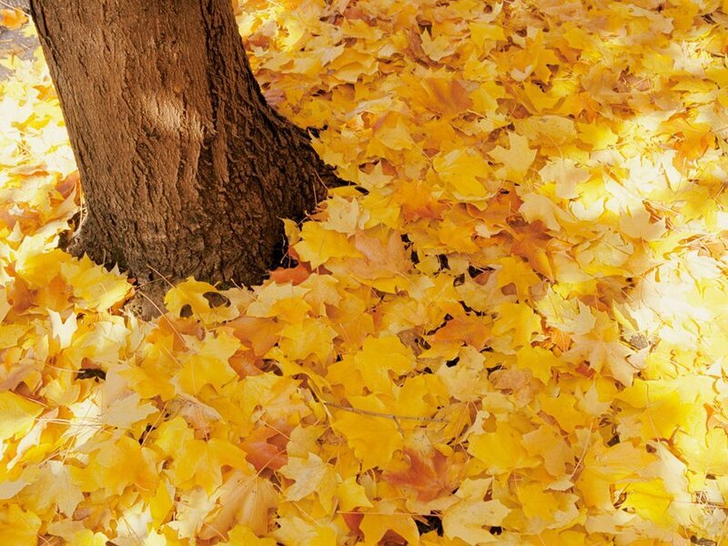 Tree Trunk with Fallen Leaves — Yellow