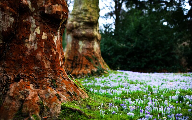 Tree Trunk with Flowers