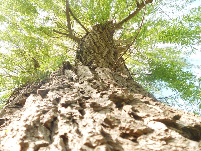 tree trunk with green leaves