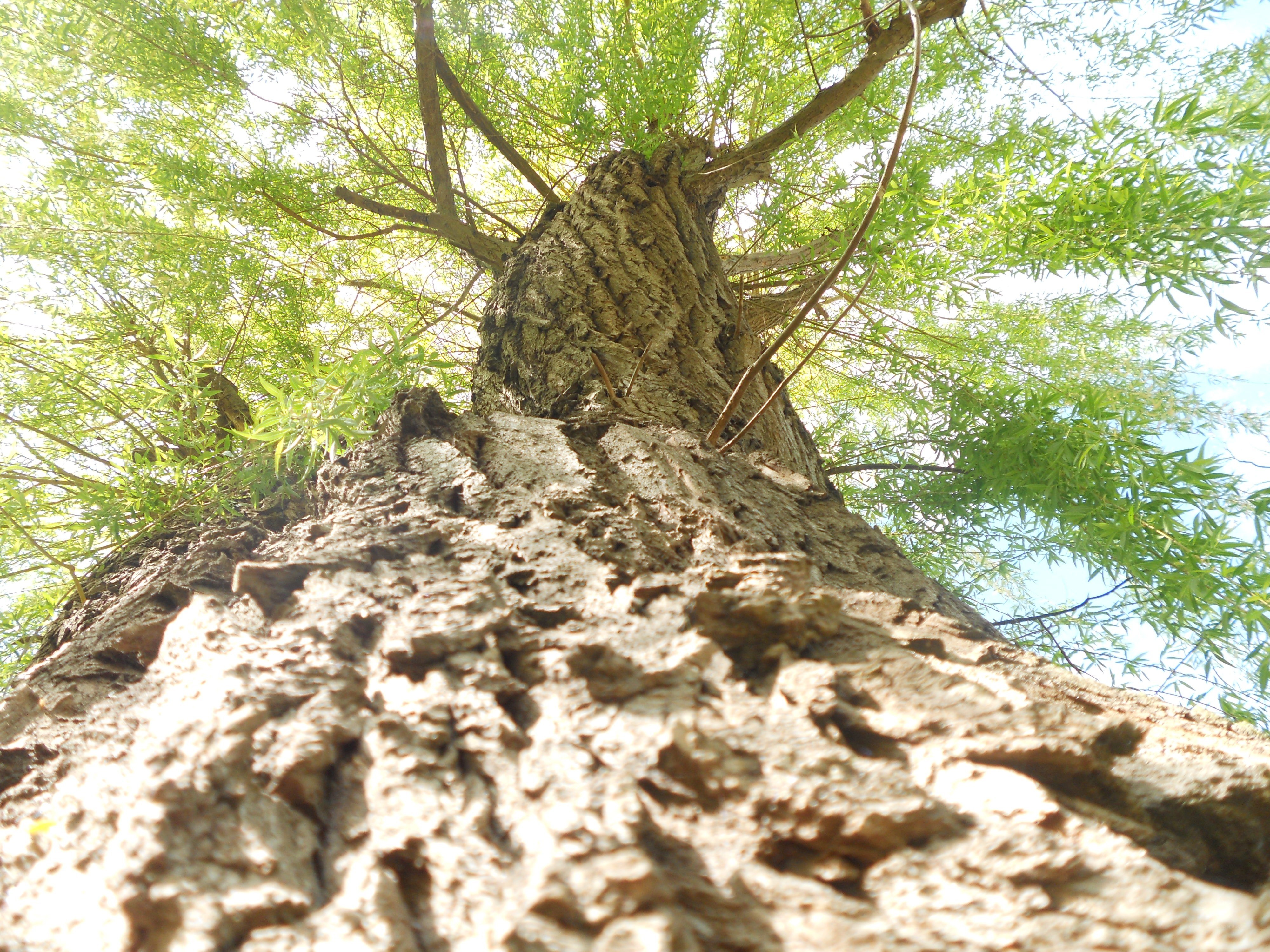 tree trunk with green leaves