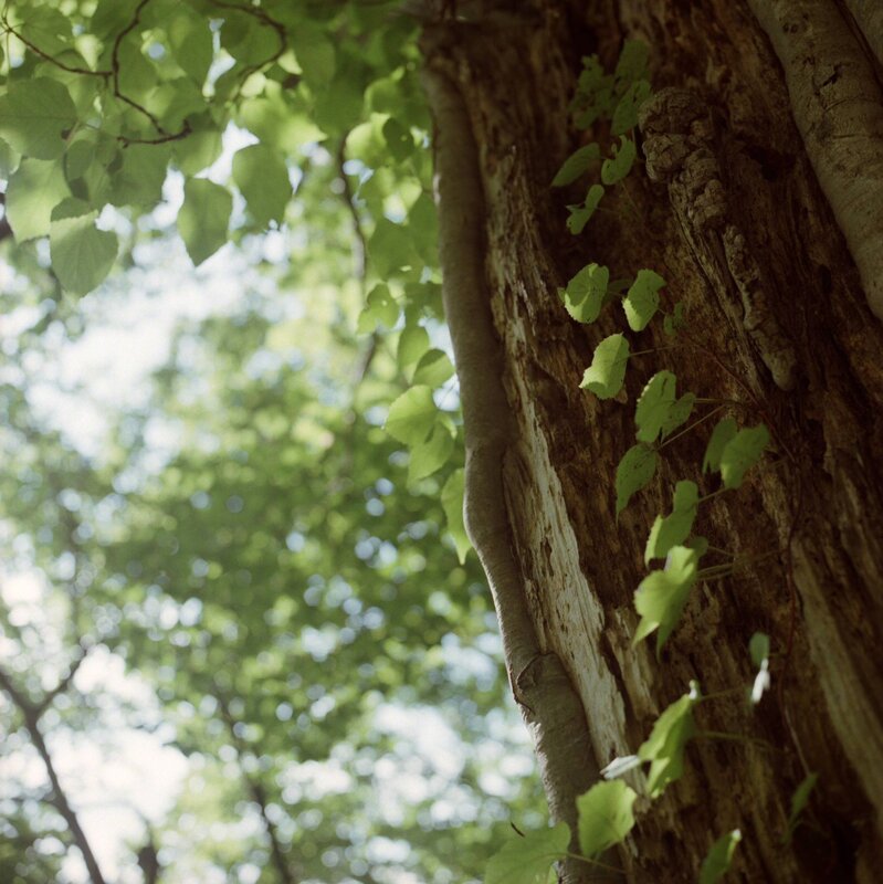 tree trunk with green leaves