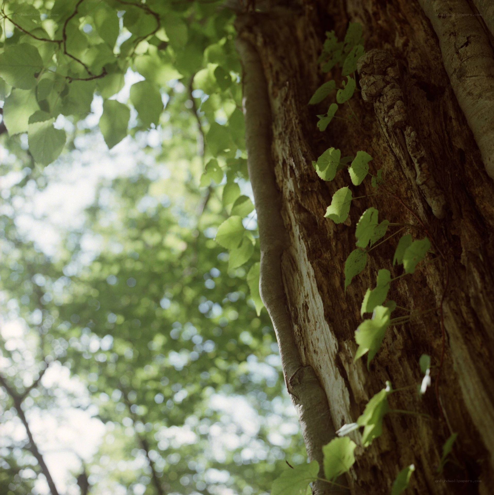 tree trunk with green leaves