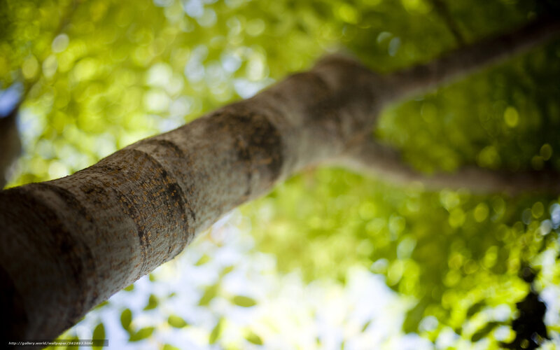 tree trunk with green leaves