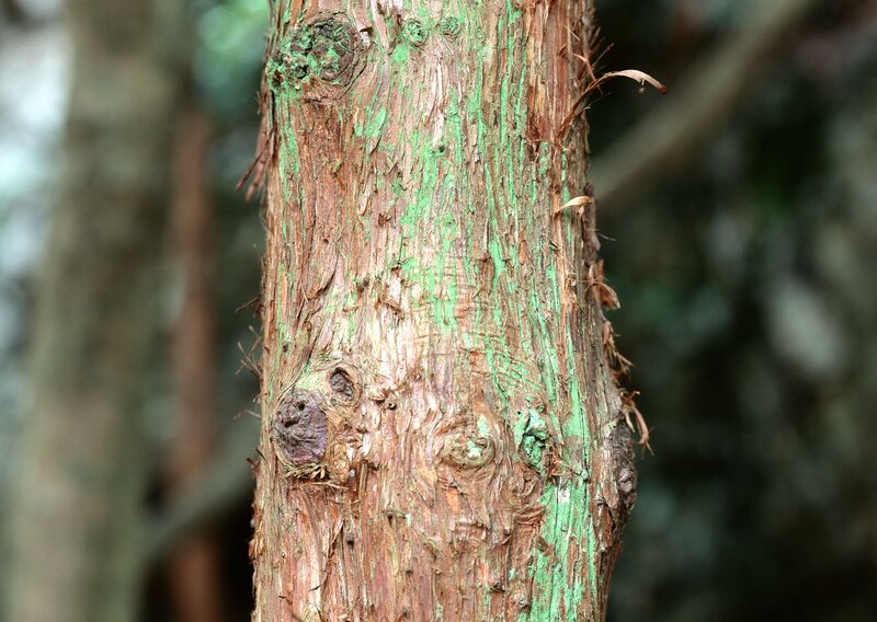 Tree Trunk with Green Moss