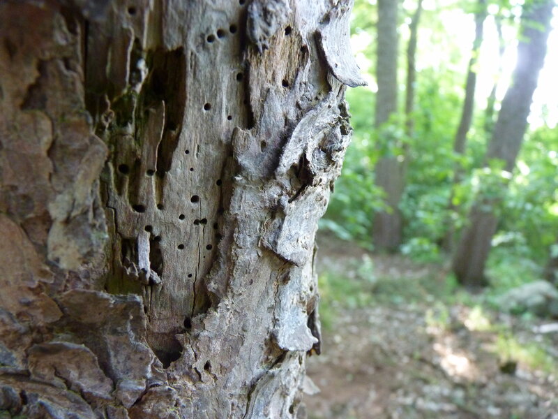 Tree Trunk with Holes