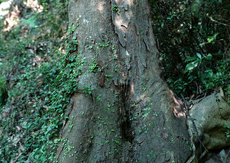 tree trunk with ivy in forest