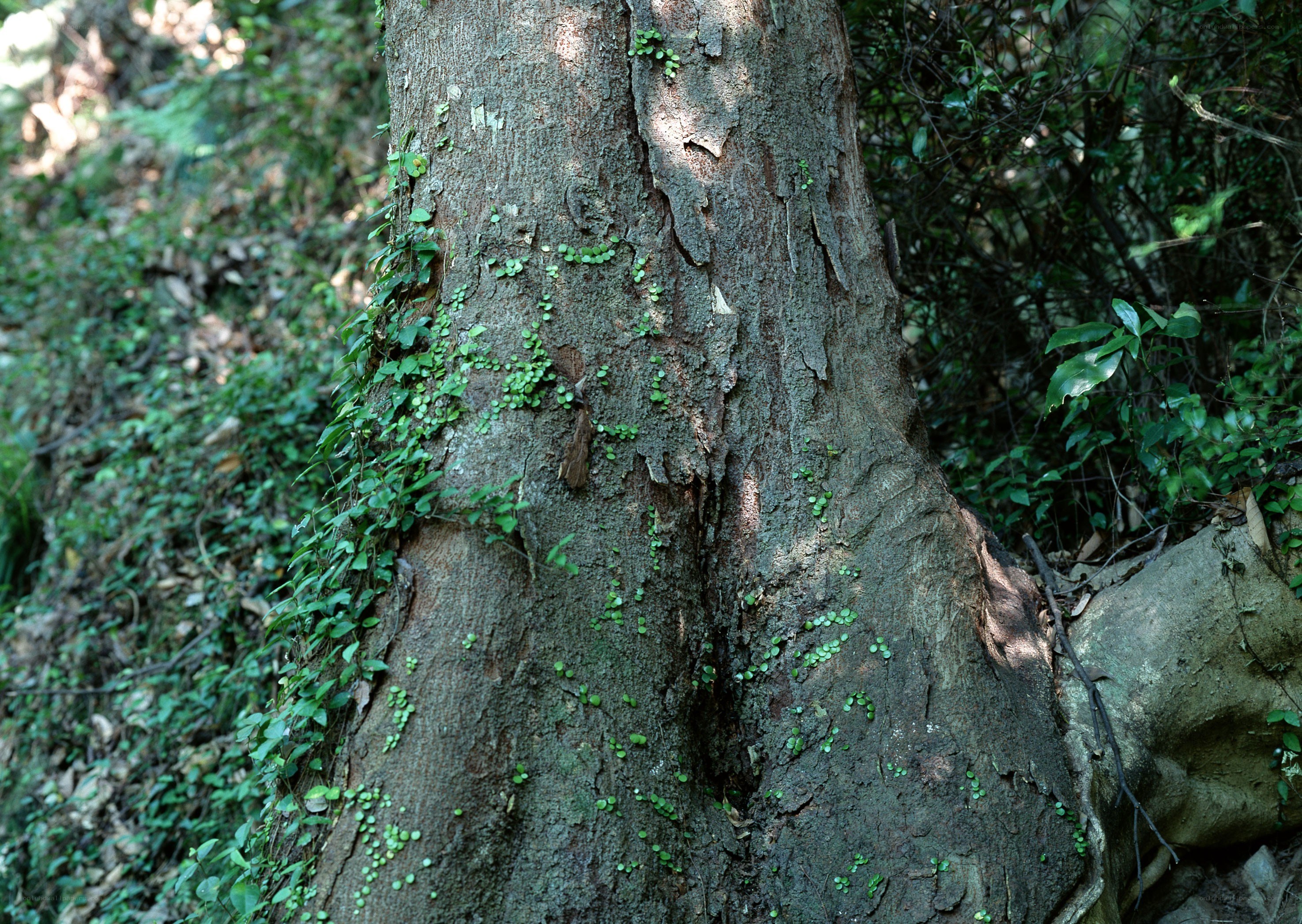 tree trunk with ivy in forest