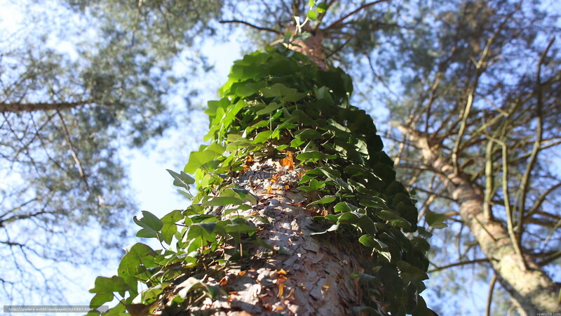 Tree Trunk with Ivy