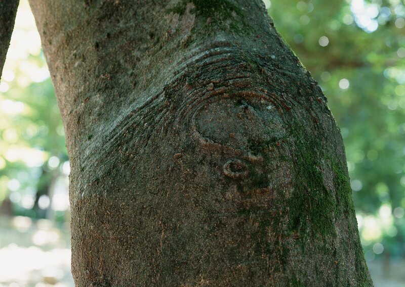 Tree Trunk with Knot