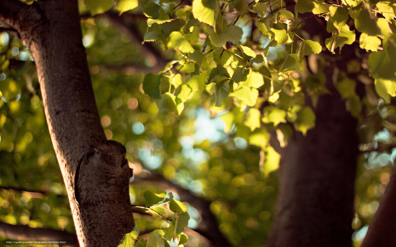 Tree Trunk with Leaves