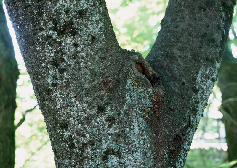 tree trunk with lichen and knot