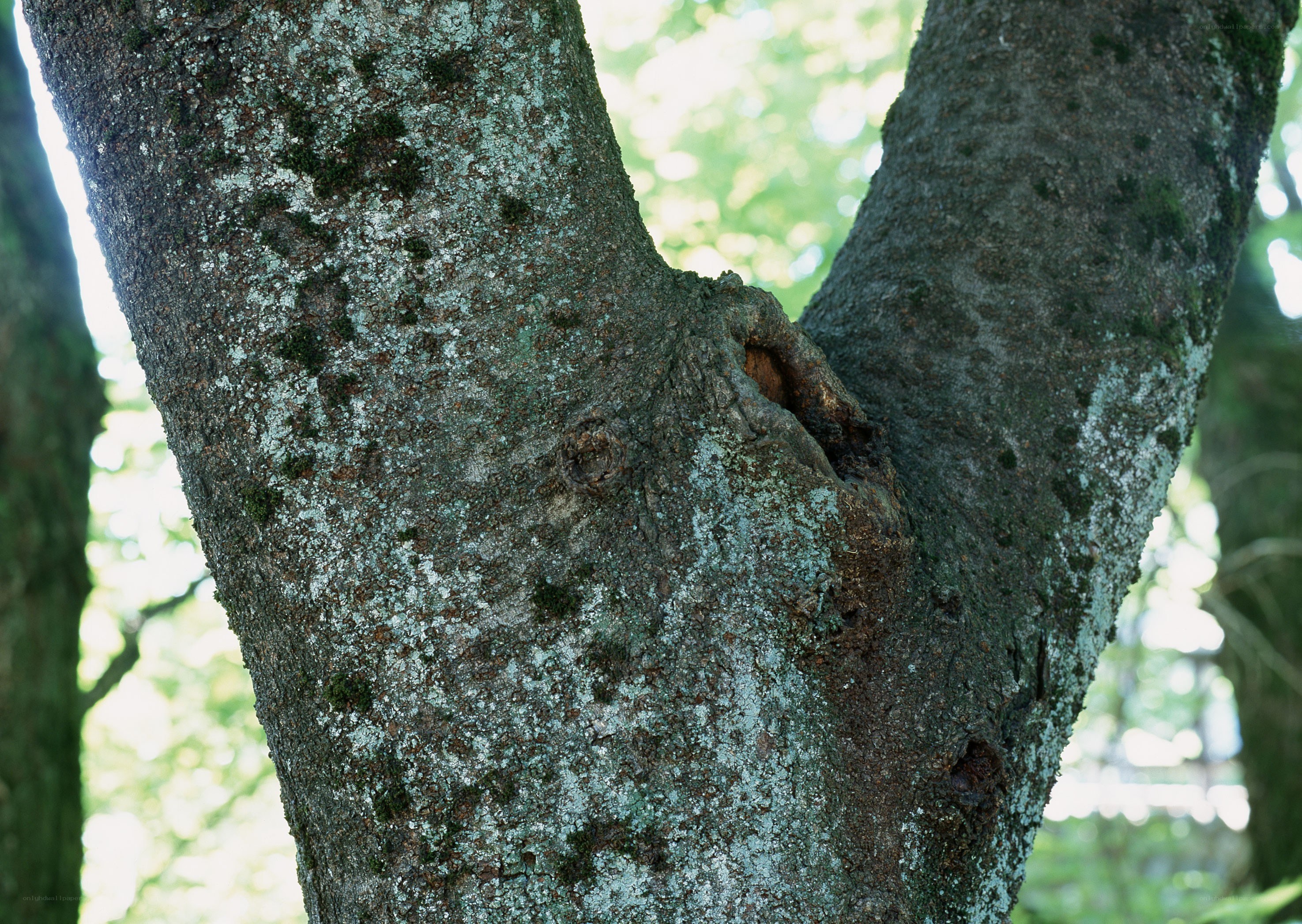 tree trunk with lichen and knot