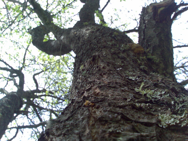 Tree Trunk with Lichen — Brown