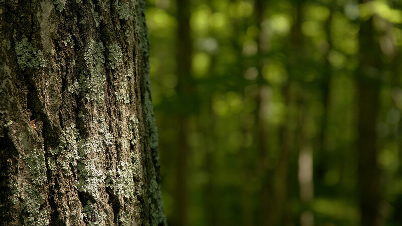 Tree Trunk with Lichen — Forest