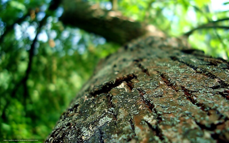 Tree Trunk with Lichen — Green, Natural