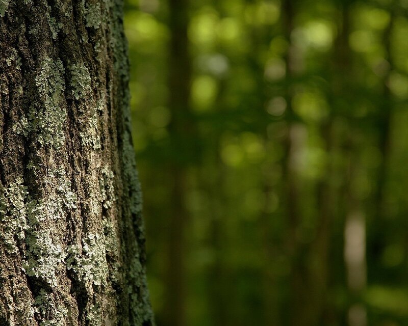 Tree Trunk with Lichen — Green, Photograph