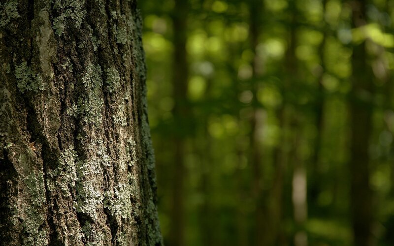 Tree Trunk with Lichen — Green, Serene, Afternoon, Photograph, Forest