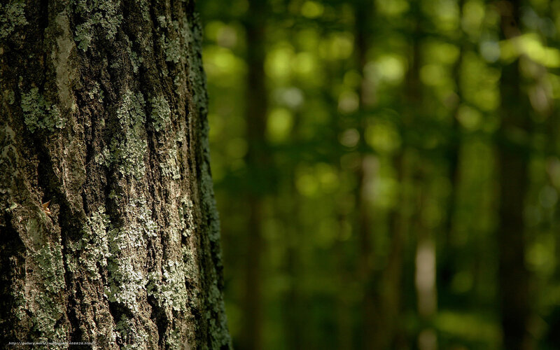 Tree Trunk with Lichen — Green, Serene, Afternoon, Photograph