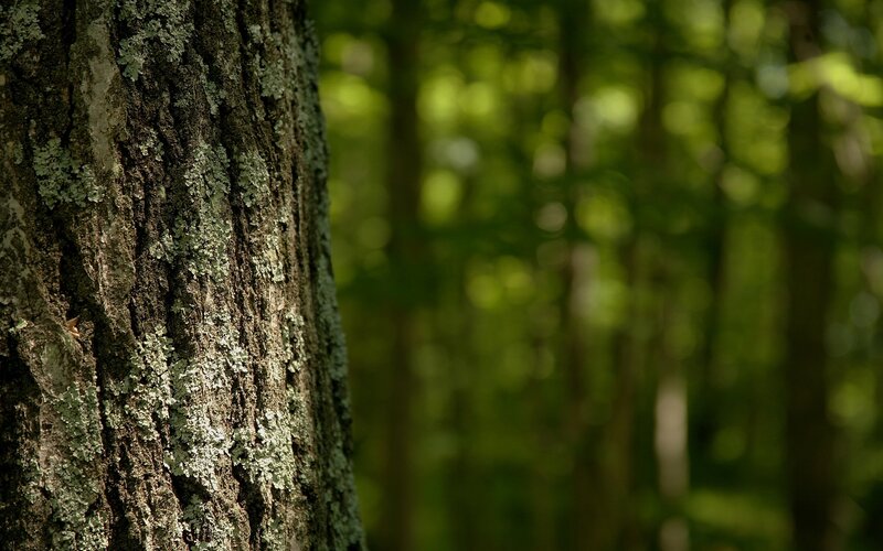 Tree Trunk with Lichen — Green, Serene, Afternoon