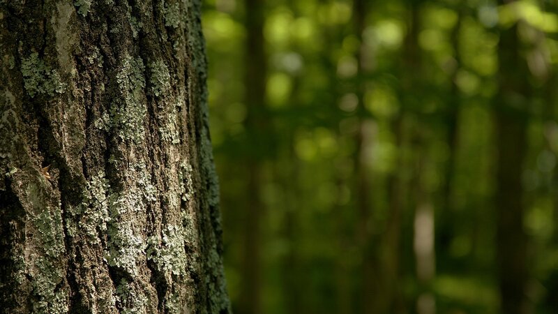 Tree Trunk with Lichen — Green, Serene