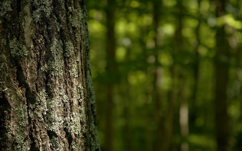 Tree Trunk with Lichen — Green