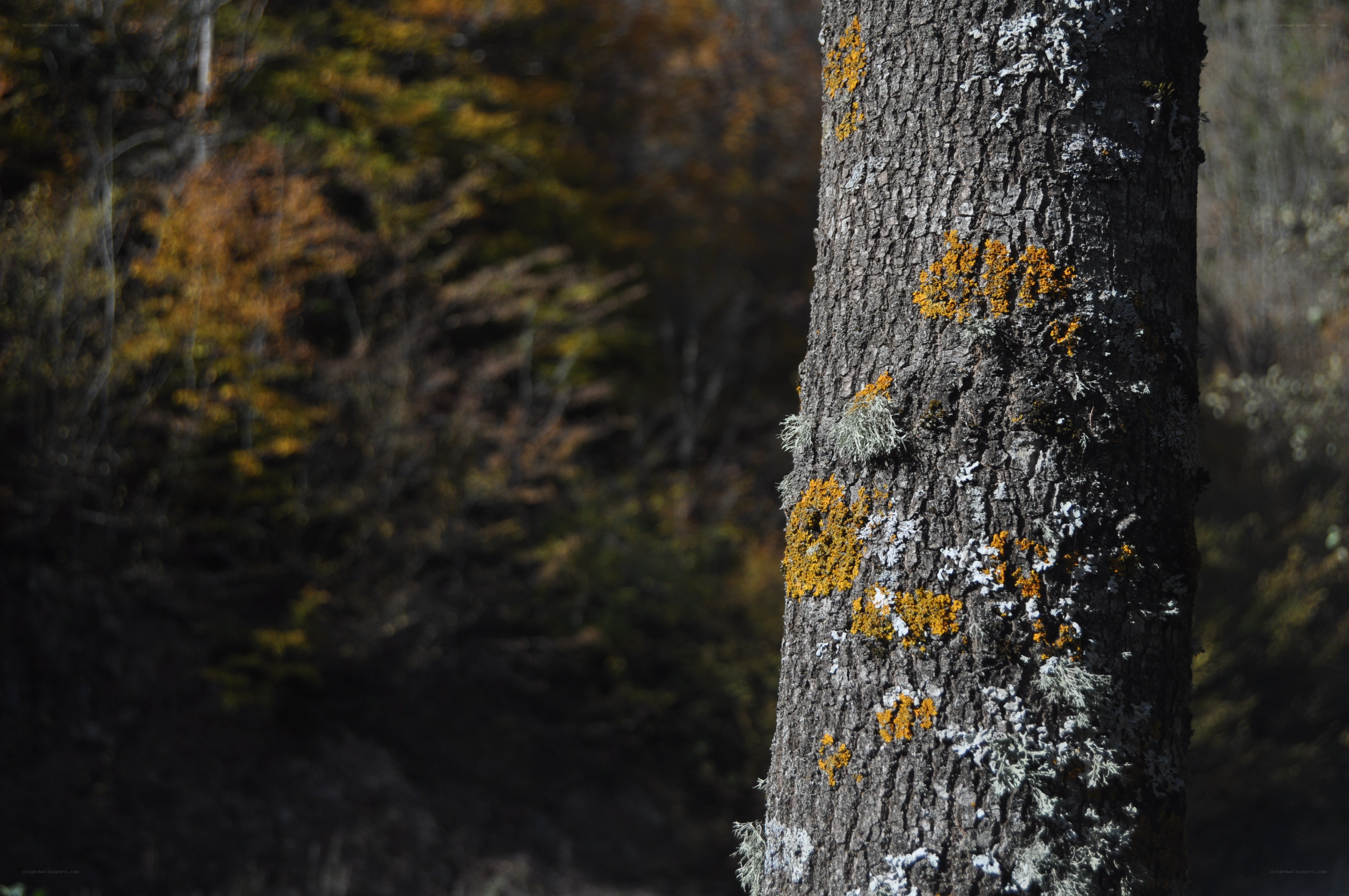 tree trunk with lichen in forest