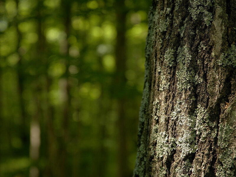 Tree Trunk with Lichen — Sunlight