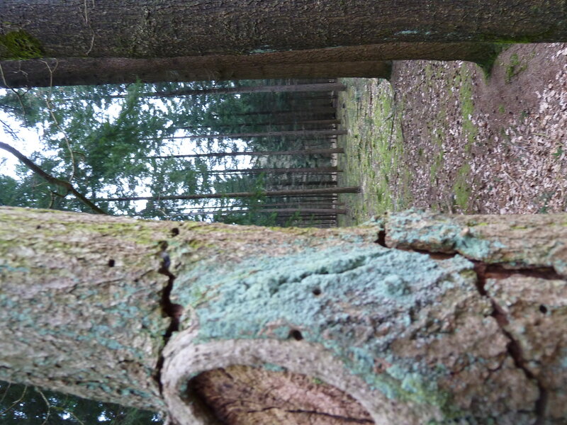 Tree Trunk with Lichen