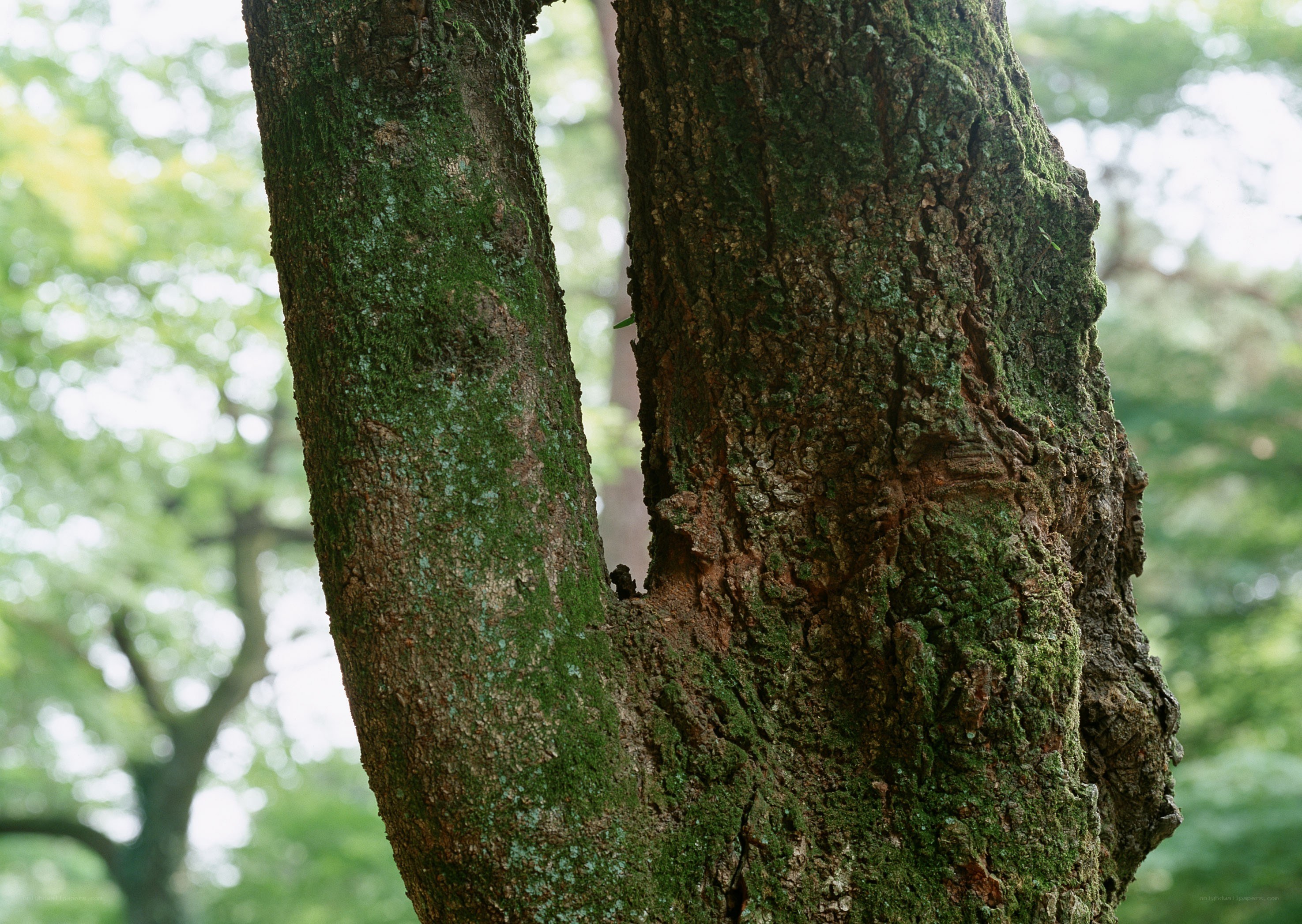 tree trunk with moss