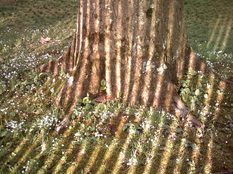 tree trunk with moss and flowers