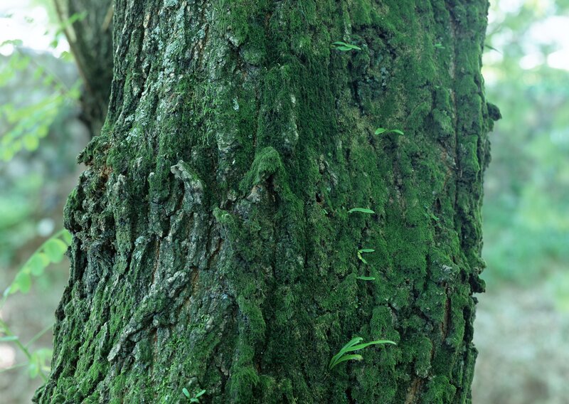 Tree Trunk with Moss — Green, Natural, Morning