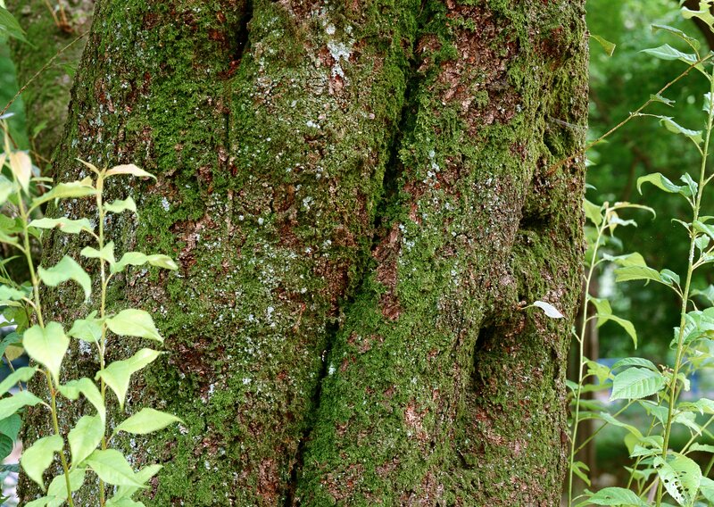 Tree Trunk with Moss — Green, Natural, Summer