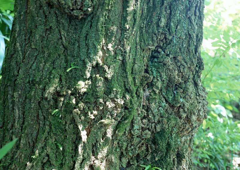 Tree Trunk with Moss — Green, Natural