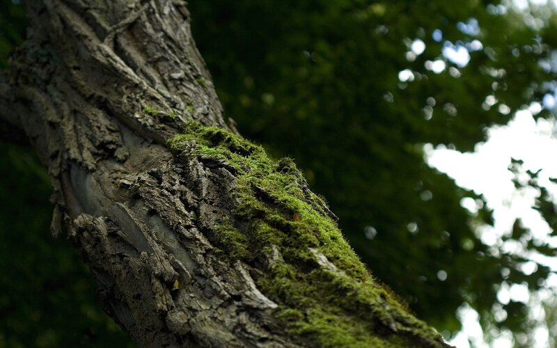 Tree Trunk with Moss — Green, Serene, Afternoon
