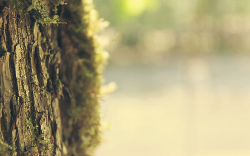 Tree Trunk with Moss — Green, Serene