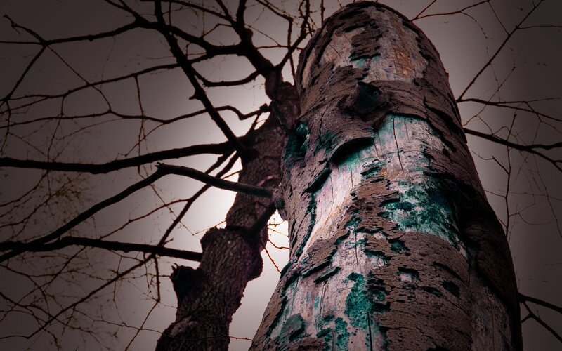 Tree Trunk with Peeling Bark