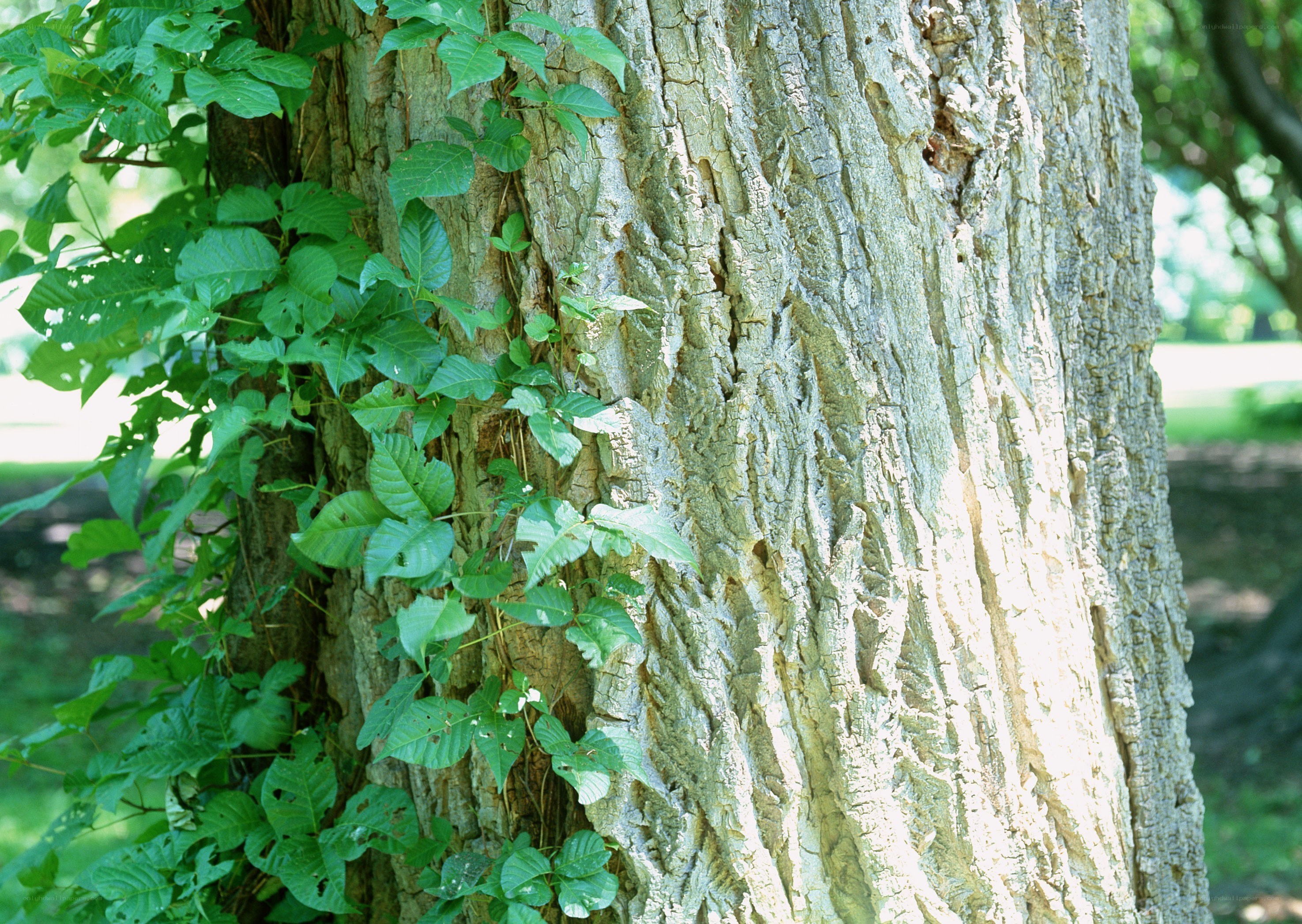 tree trunk with poison ivy