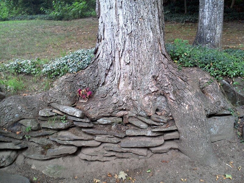 Tree Trunk with Roots — Brown