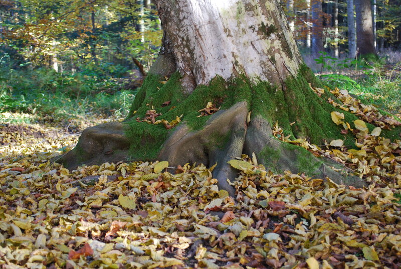Tree Trunk with Roots