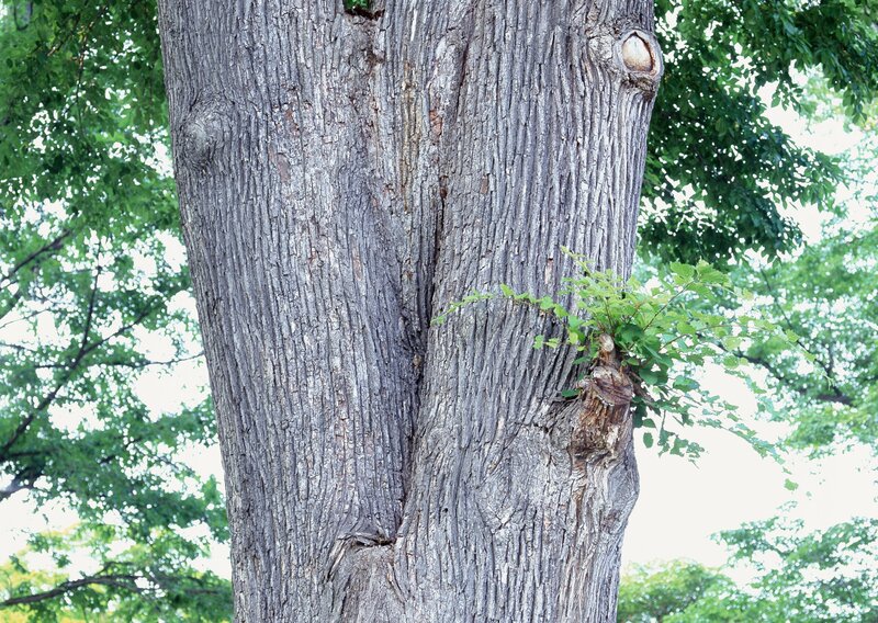 Tree Trunk with Sprout