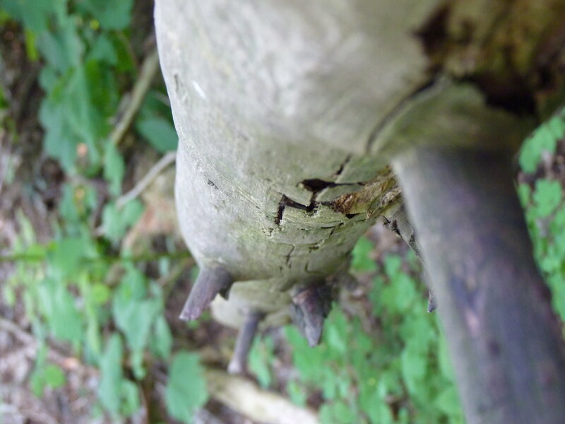 Tree Trunk with Thorns