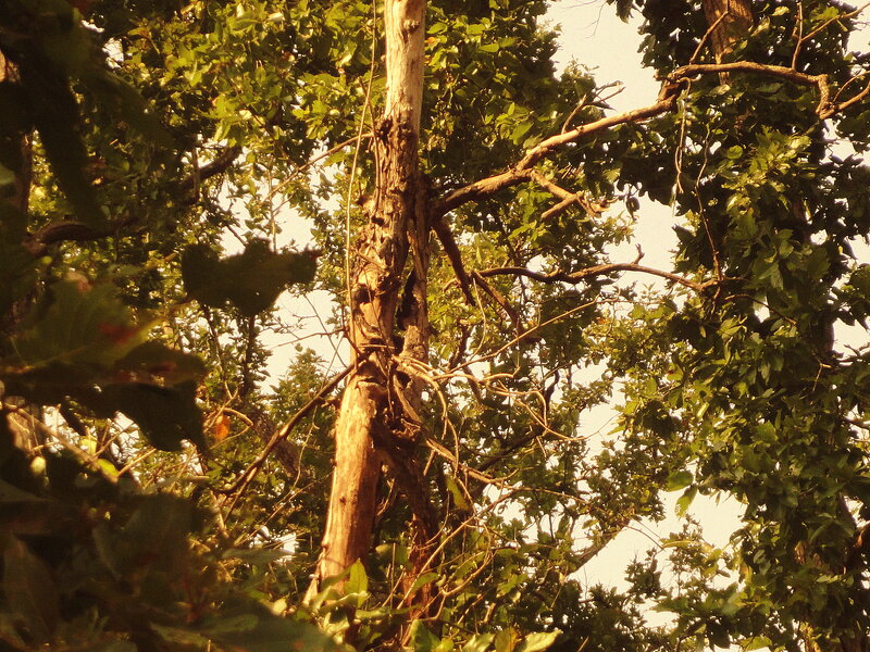 Tree Trunk with Vines