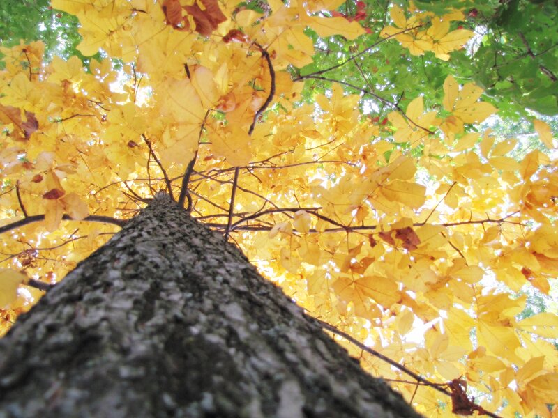 Tree Trunk with Yellow Leaves — Serene