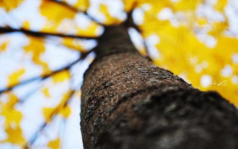 tree trunk with yellow leaves