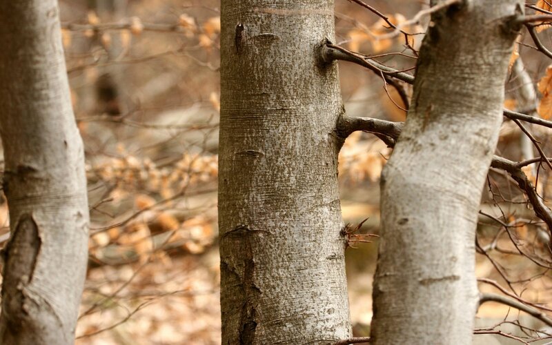 tree trunks in autumn forest