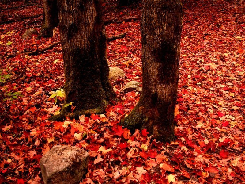 Tree Trunks in Autumn Leaves