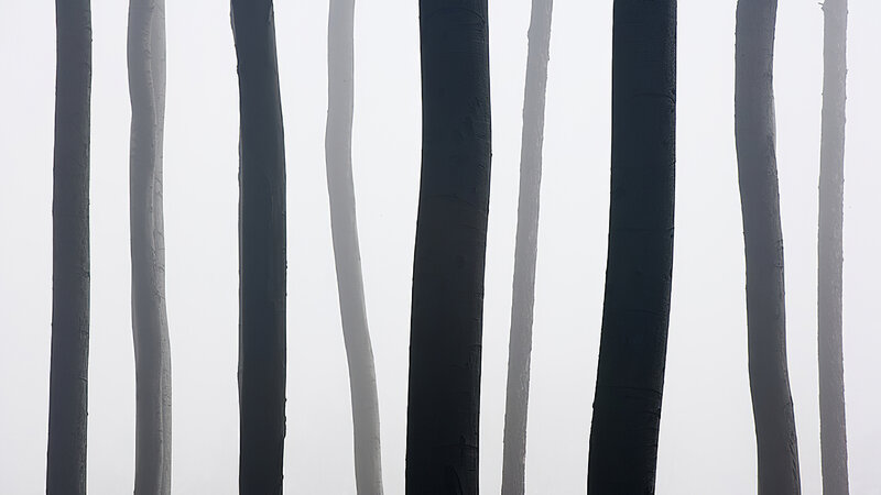 Tree Trunks in Fog