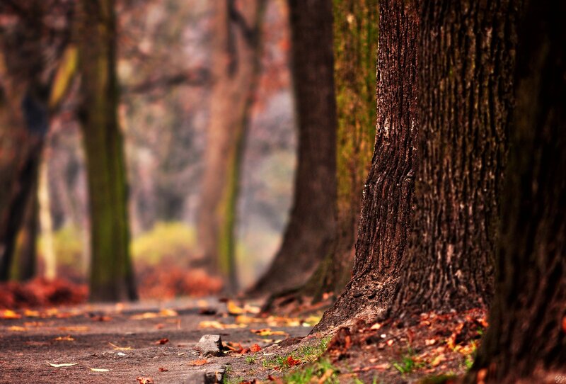 Tree Trunks in Forest — Brown, Serene