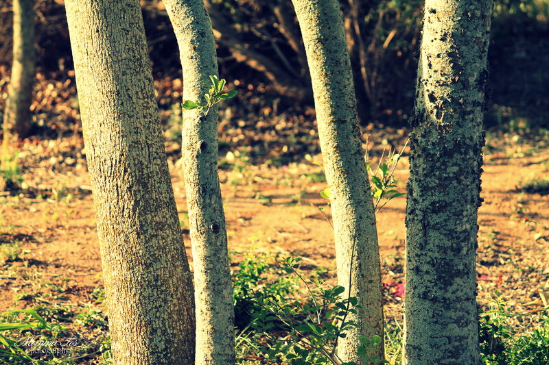 Tree Trunks in Forest — Brown