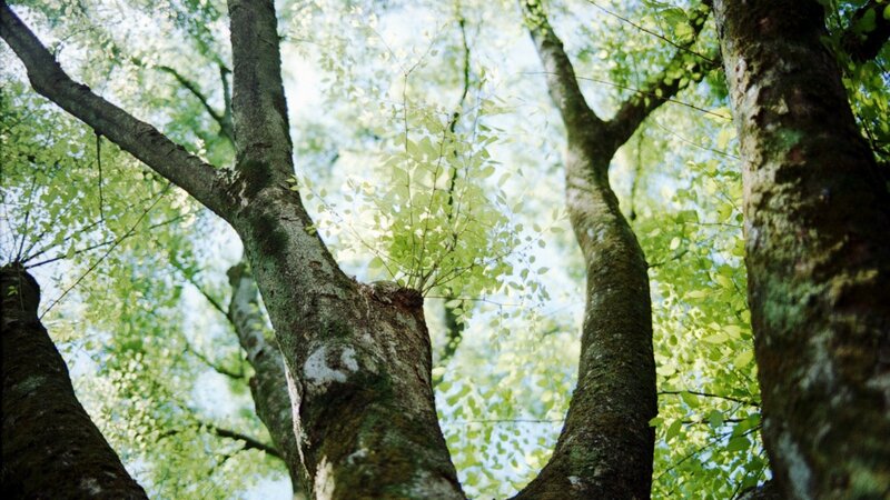 Tree Trunks in Forest — Green